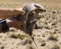 an Armadillo