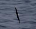 Black browed Albatross