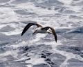 Wandering Albatross