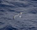 Broad billed Prion