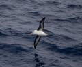 another Wandering Albatross