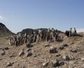 Gentoo creche