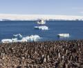 Penguinos everywhere