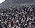 how many penguins?