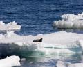 Weddell seal