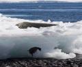 penguin and seal