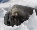 a Weddell seal