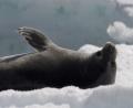 cute baby seal