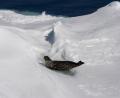 hauled out Weddell seal