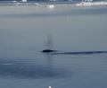 Minke Whale
