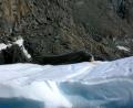 sleeping Leopard seal