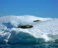 sleeping Leopard seals
