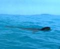 swimming Leopard seal