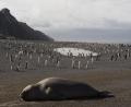 seal & Chinstraps