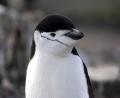 close up Chinstrap