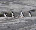 Chinstrap convoy!!