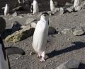 waddling along