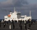 penguins & Maryshev