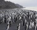 Costa del Penguino!!