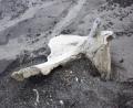 Whale bone