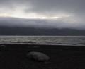 solitary seal
