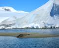Weddell Seal