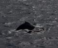 humpbacks swimming