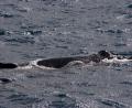 humpback Whale