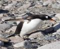 cutie Gentoo!!