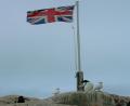 a very British penguin