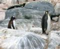 Gentoo & King penguin