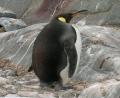 solitary King penguin