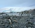 Gentoo & Fin Whale bones