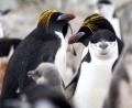 Macaroni penguins