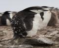 in full moult