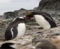 Gentoo & Macaroni
