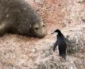 Elephant seal & Chinstrap