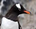 close up Gentoo