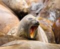 big yawns