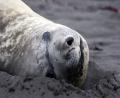 another sleepy seal!!