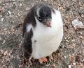 Gentoo chick