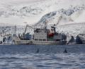humpbacks & Maryshev