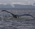 humpback fluke