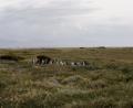 Magallanic Penguins