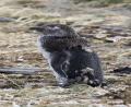 a moulting chick