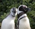 Mum & chick