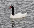 black & white swan