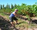 Hel grape picking