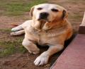 hostel dog