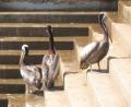 funny grey Pelicans